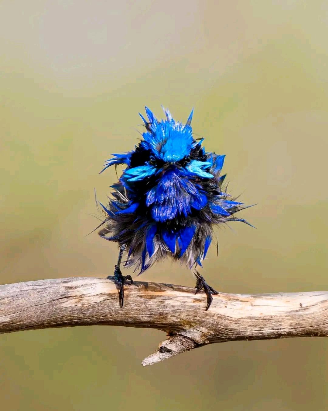 🌧️ This tiny fairywren was surprised by a rain shower.