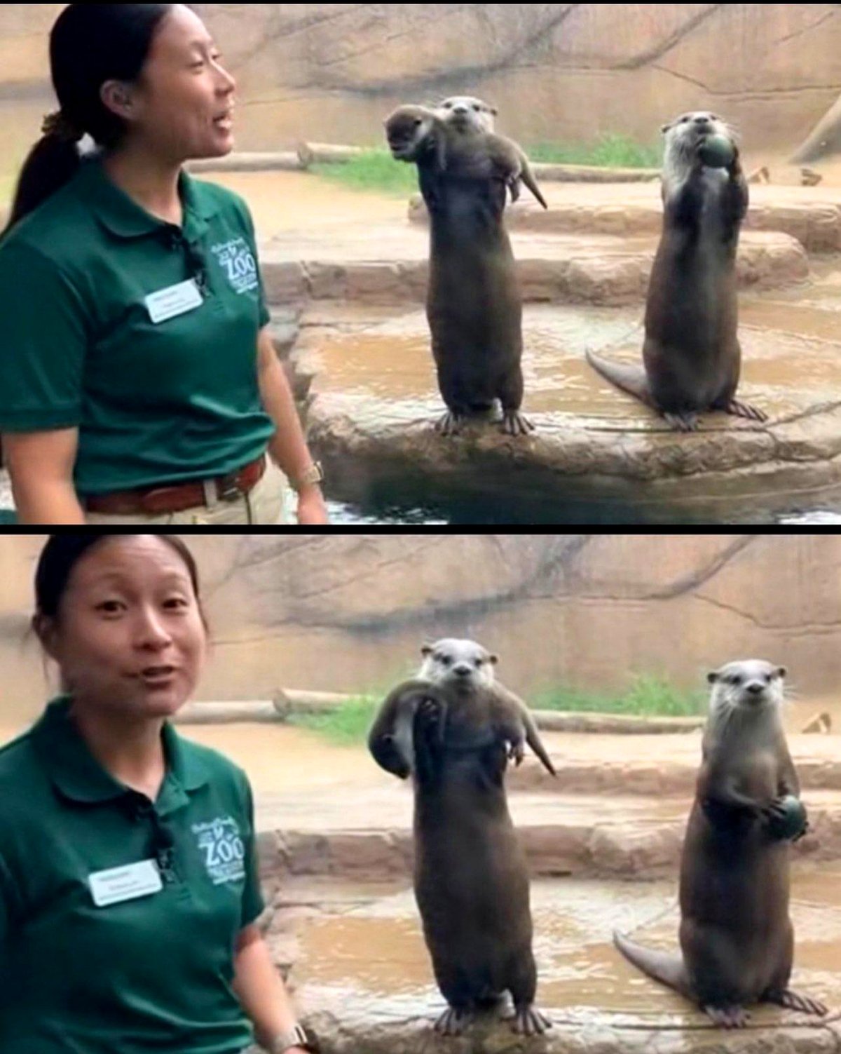 A mother otter proudly displaying her pup while the father showcases his stone.