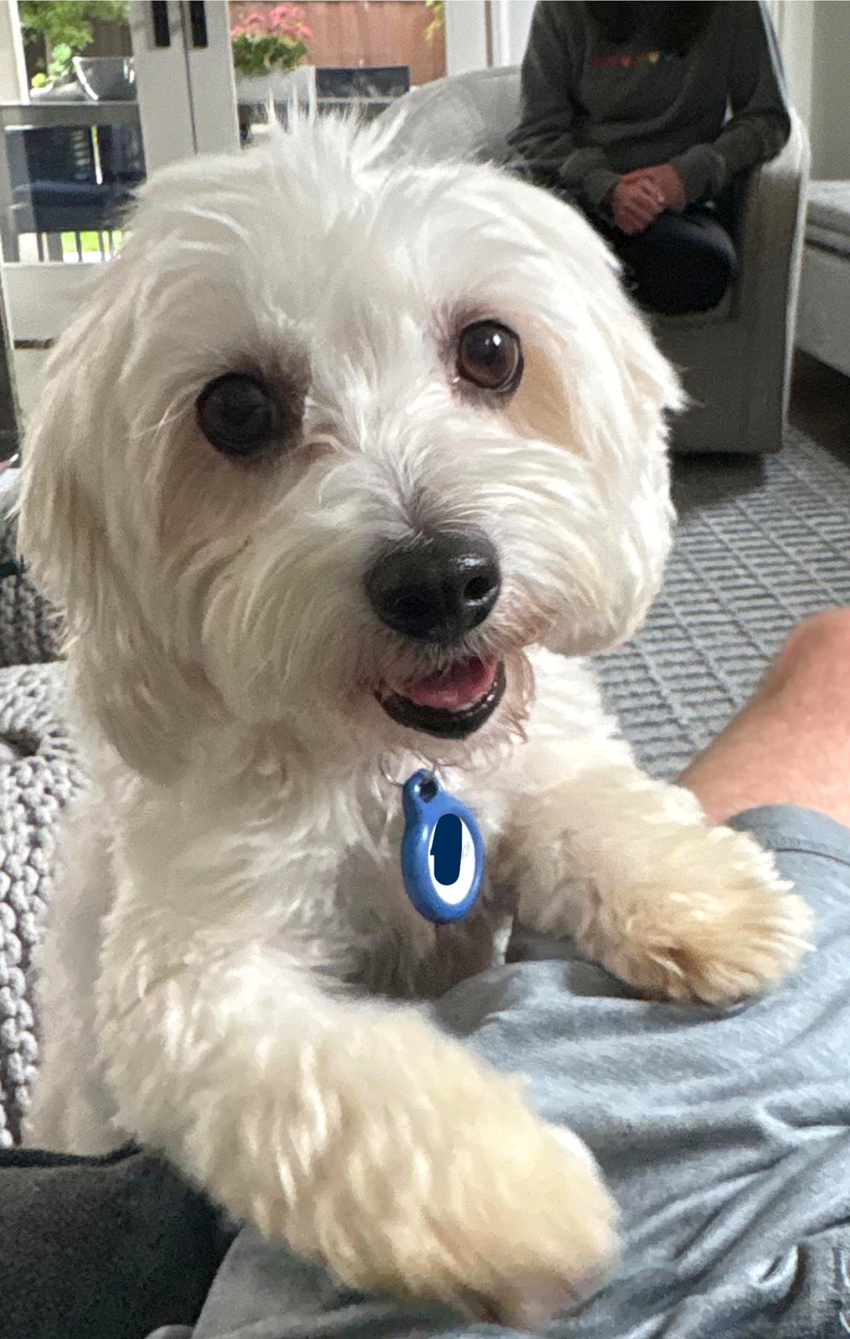 Introducing Sally, our recently adopted shelter dog.
