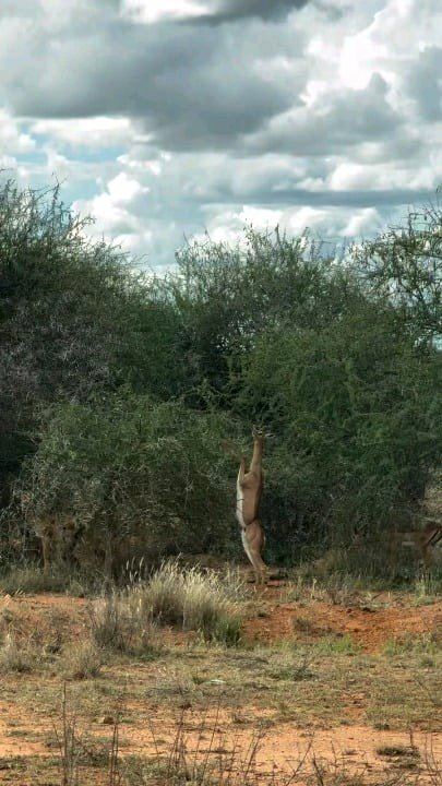 🔥 The gerenuk, a giraffe-necked antelope classified as Near Threatened, is largely unfamiliar beyond East Africa. This specimen was observed at Ol Jogi Wildlife Conservancy in Kenya.