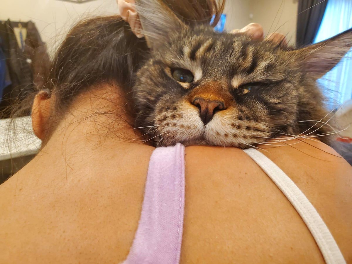 The heads of our 28 lbs cat and my wife