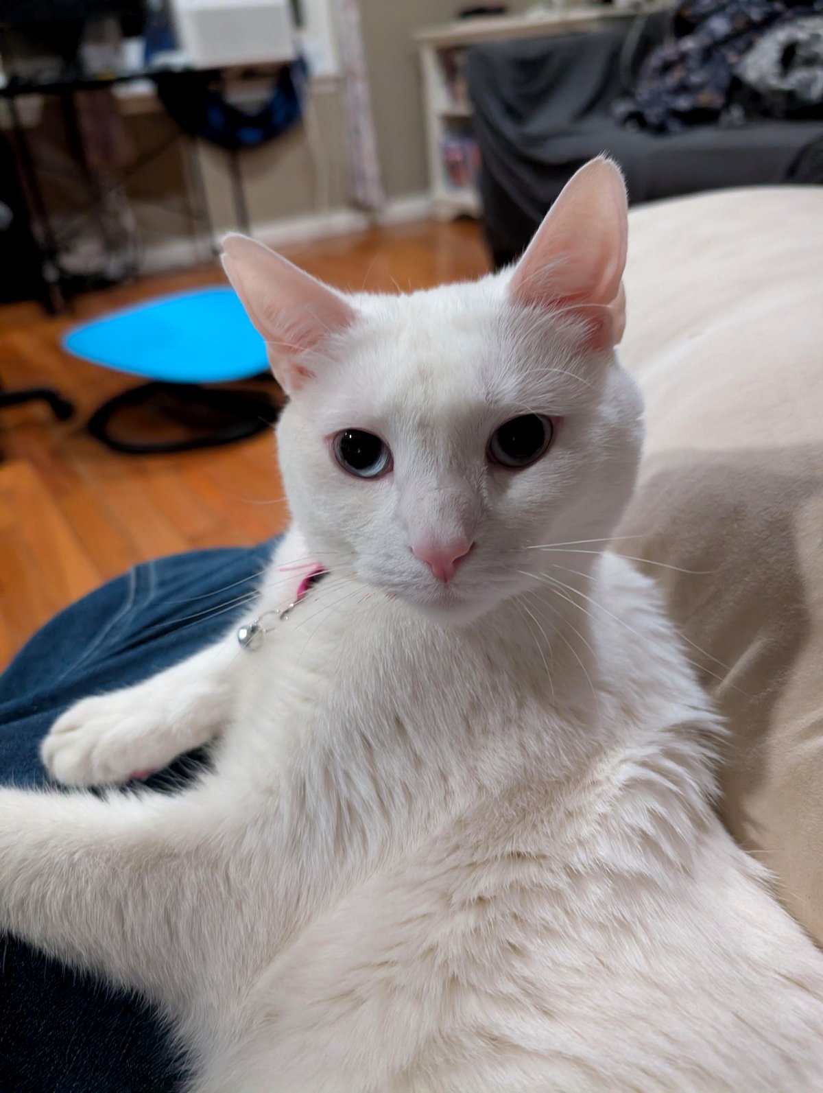 There are too many images of cute deceased cats. My cat is alive and quite the brat.