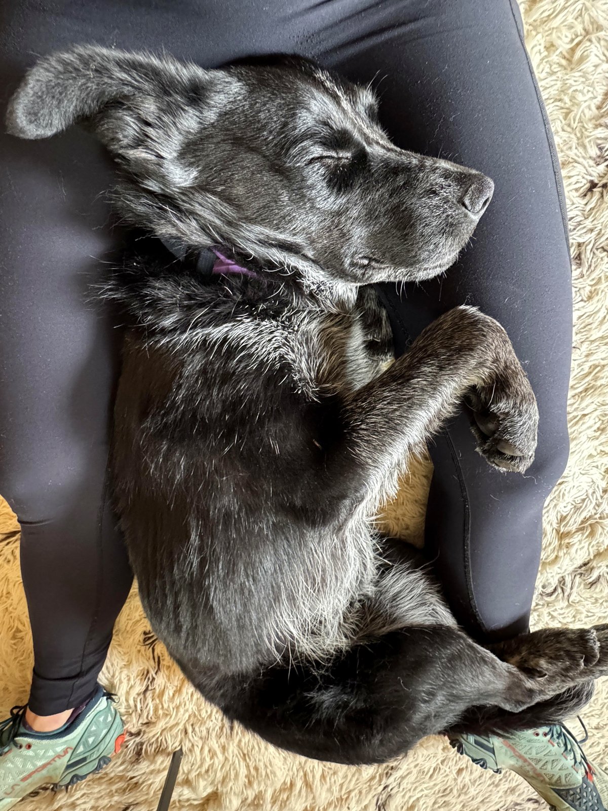 Oreo had a tough life before we brought him home last week. He’s starting to understand love now. ❤️