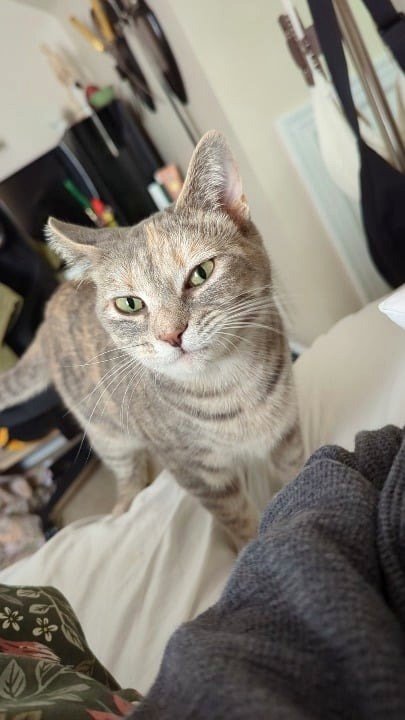 How My Cat Asks for Attention