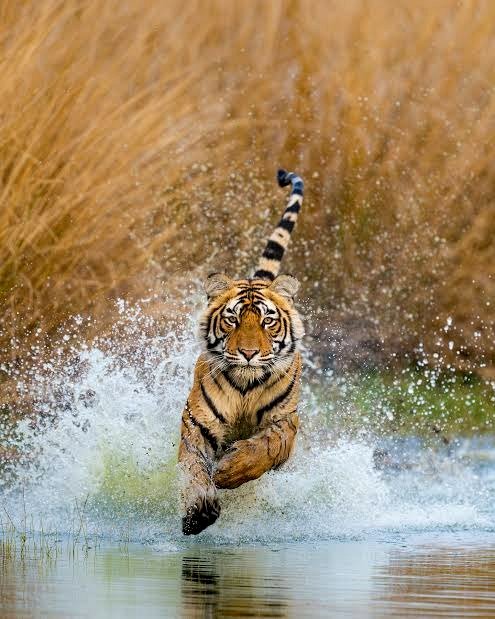 A tiger sprinting through the water