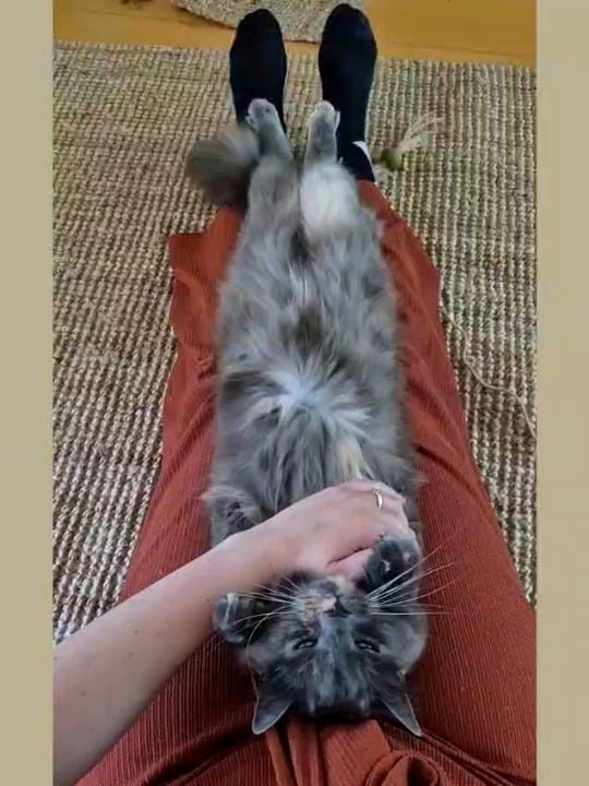 I’m unsure why I received this goofy cat, but I am eternally thankful.