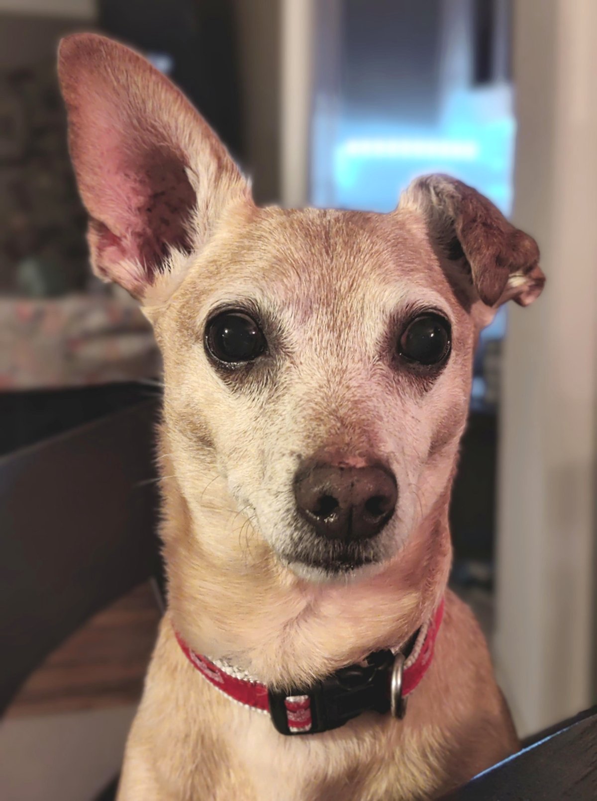 Little Beans has cauliflower ear, so it always droops, regardless of how his other ear feels.