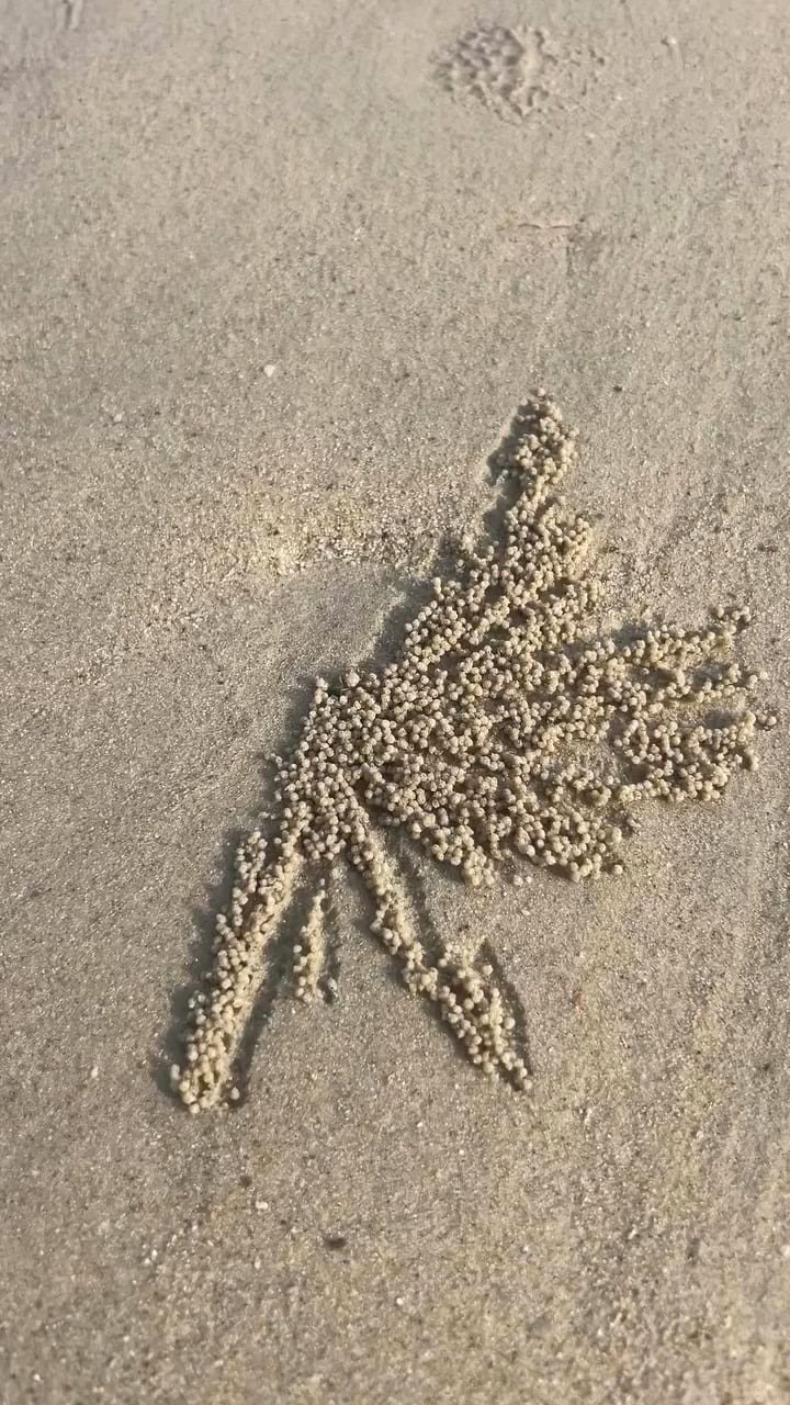🔥 Sand bubbler crabs are in fact hunting for microscopic life, called meiofauna, living in the damp sand. They work at breakneck speed passing sand grains into their mouth filtering out all the meiofauna and kicking aside the waste rolled into little cleaned sand grain balls.