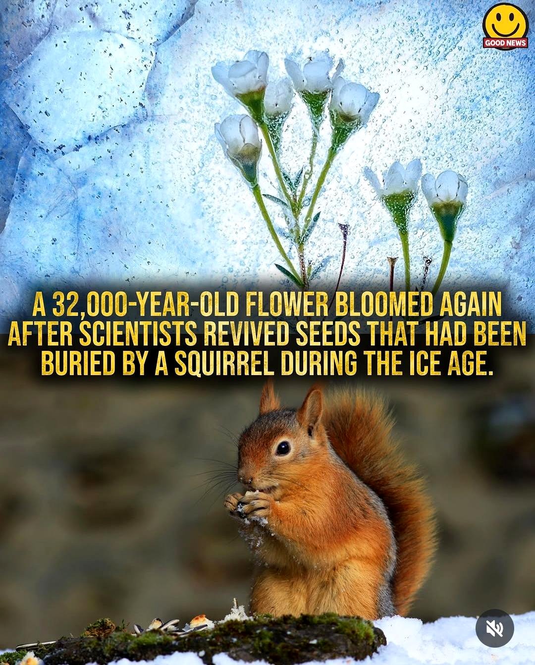 That pesky squirrel is back with its Ice Age scheme.