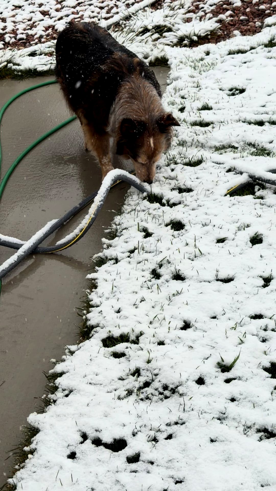 My Dog Eating Snow This Morning