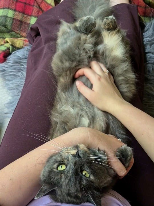 People claim “tortoiseshell cats are sassy, they’re divas.” In contrast, here’s my tortie: