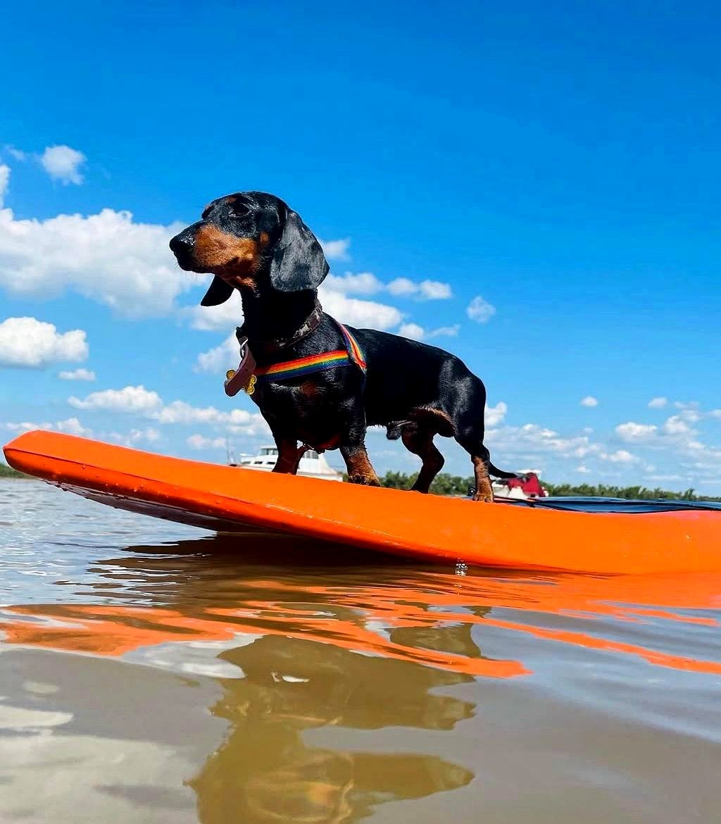 If you haven’t seen my dog surfing yet