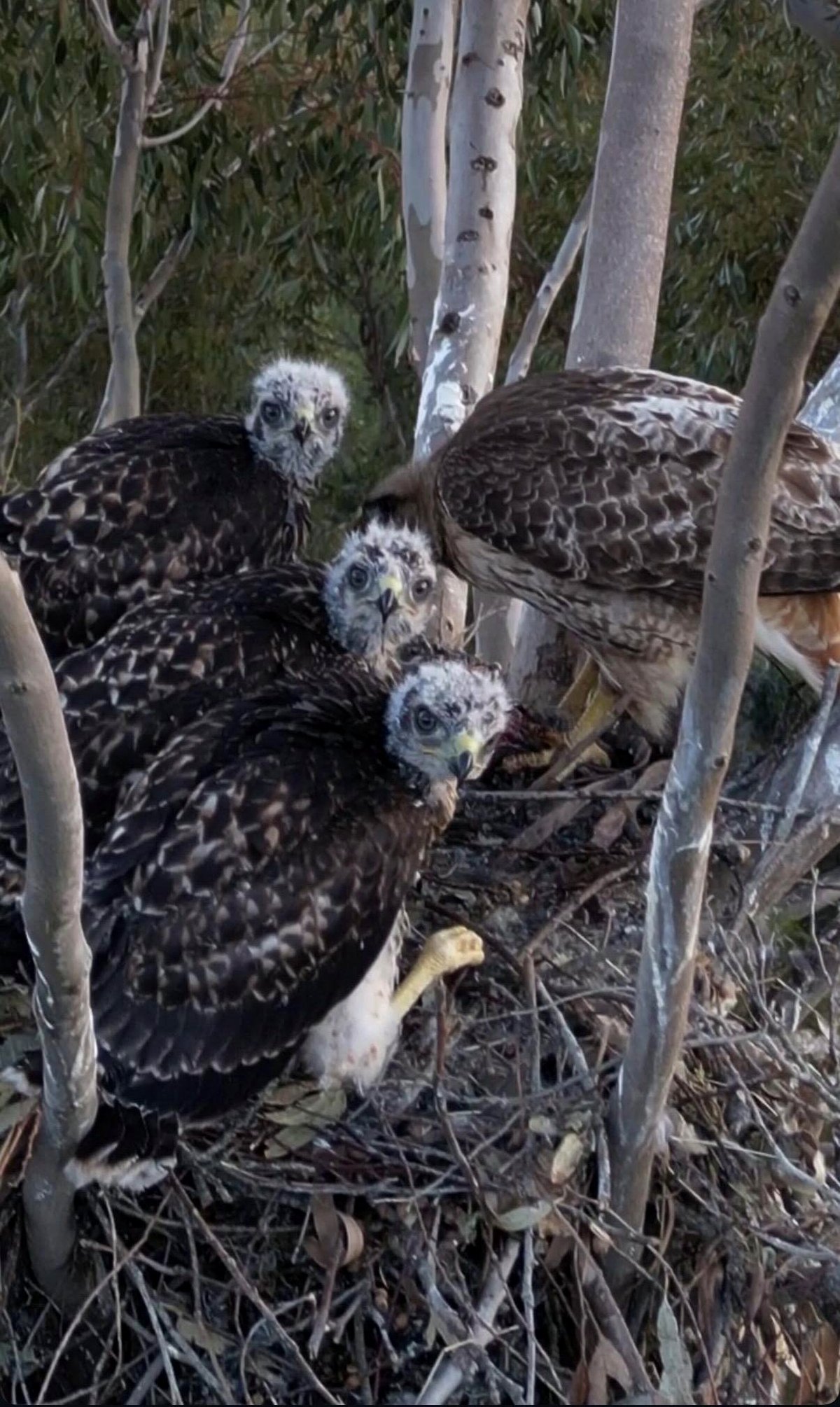 There’s a hawk nest in my backyard [oc]
