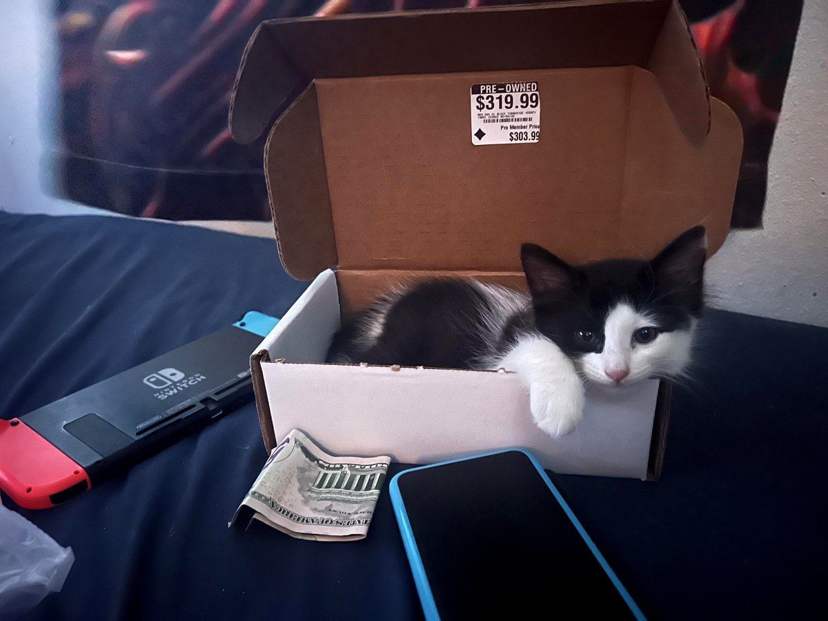 I just opened the box for my new kitten and discovered she’s previously owned.
