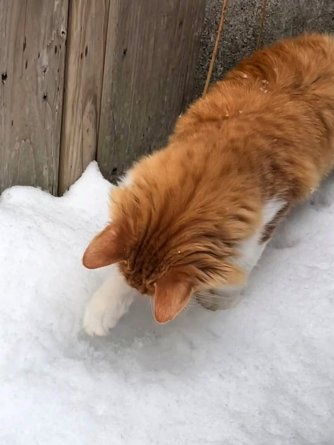 His initial snowfall 🥹