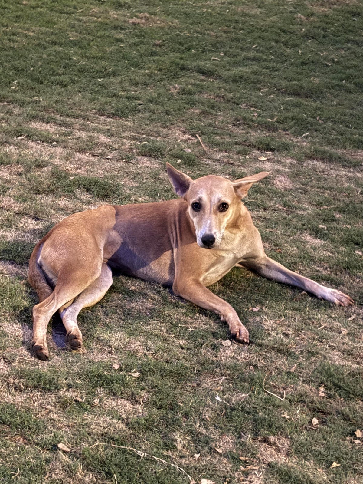 Introducing Chitti. He enjoys lounging in the grass during the evenings and requesting pets and scratches [OC]
