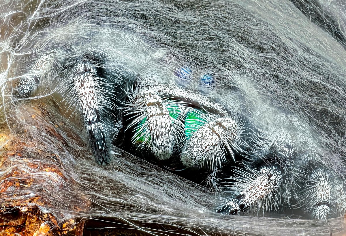 A Phidippus regius created a silk refuge.