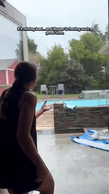 Dogs deceive their owner to engage in play during the rain.