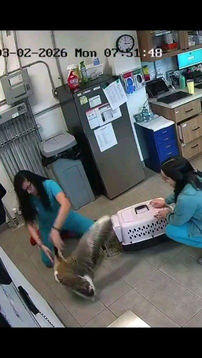 This goose wasn't prepared for a trip to the vet.