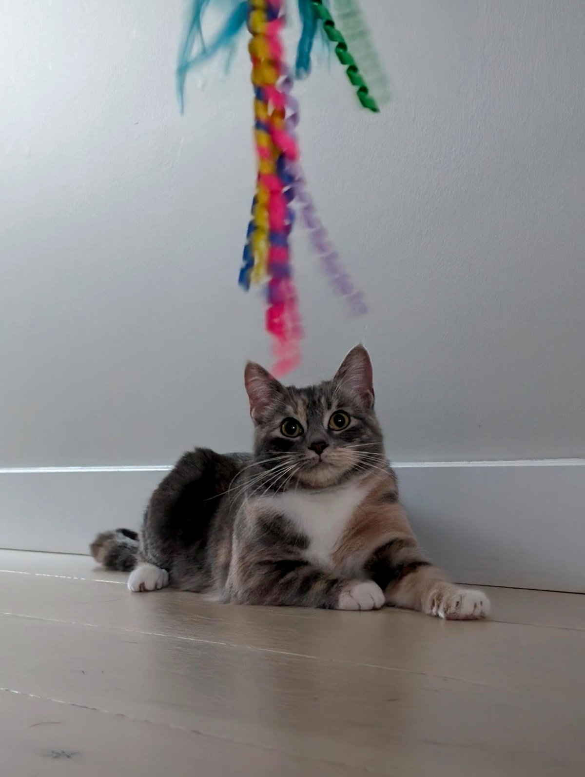 Recently welcomed this beautiful girl into my home.