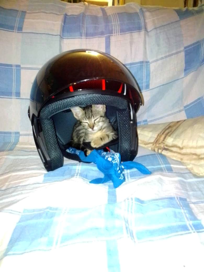 As a child, she enjoyed sleeping inside my helmet.