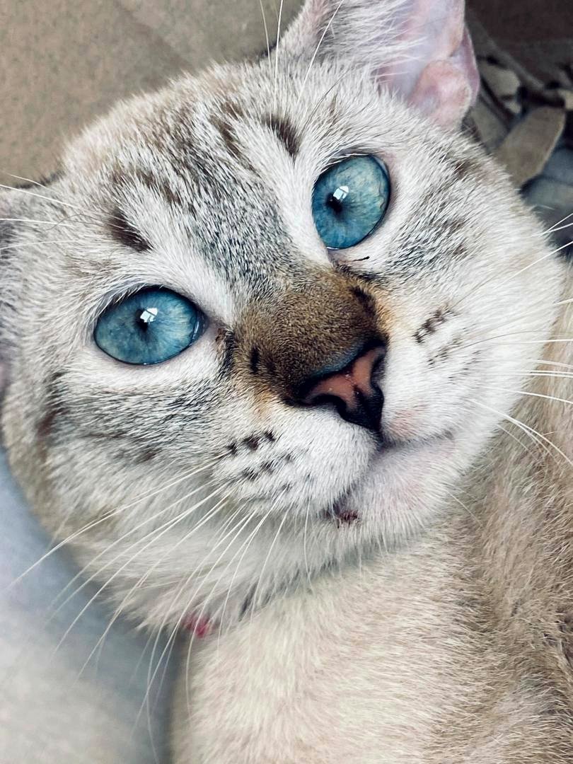 My lovely small cat