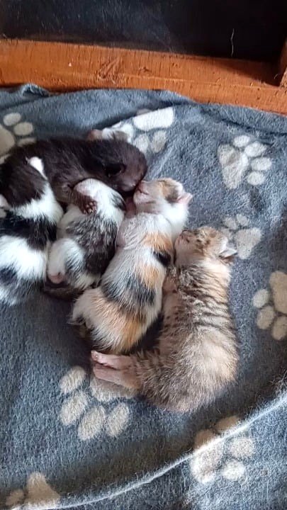 Five baby cats