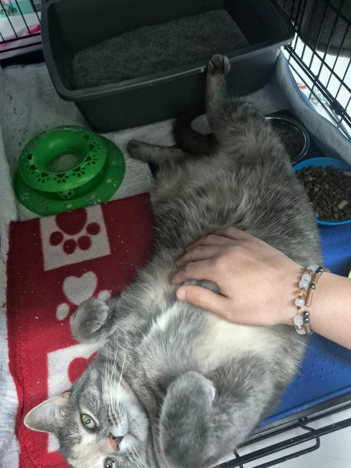 Cybille from our shelter is sure to find a home easily. ❤️❤️❤️