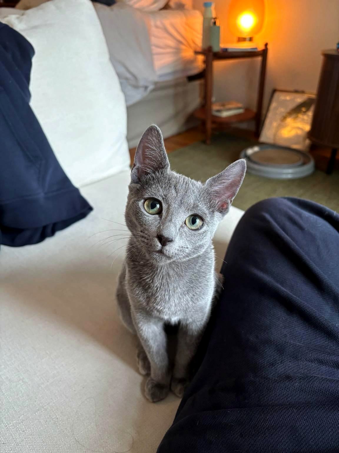 Meet my Russian blue, Frodo. He says hi! 👋