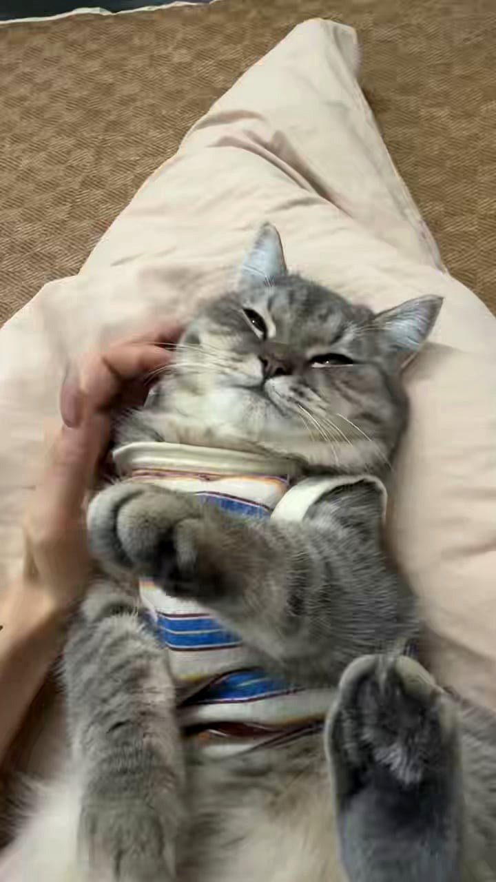 I believe I've perfected the skill of petting cats.