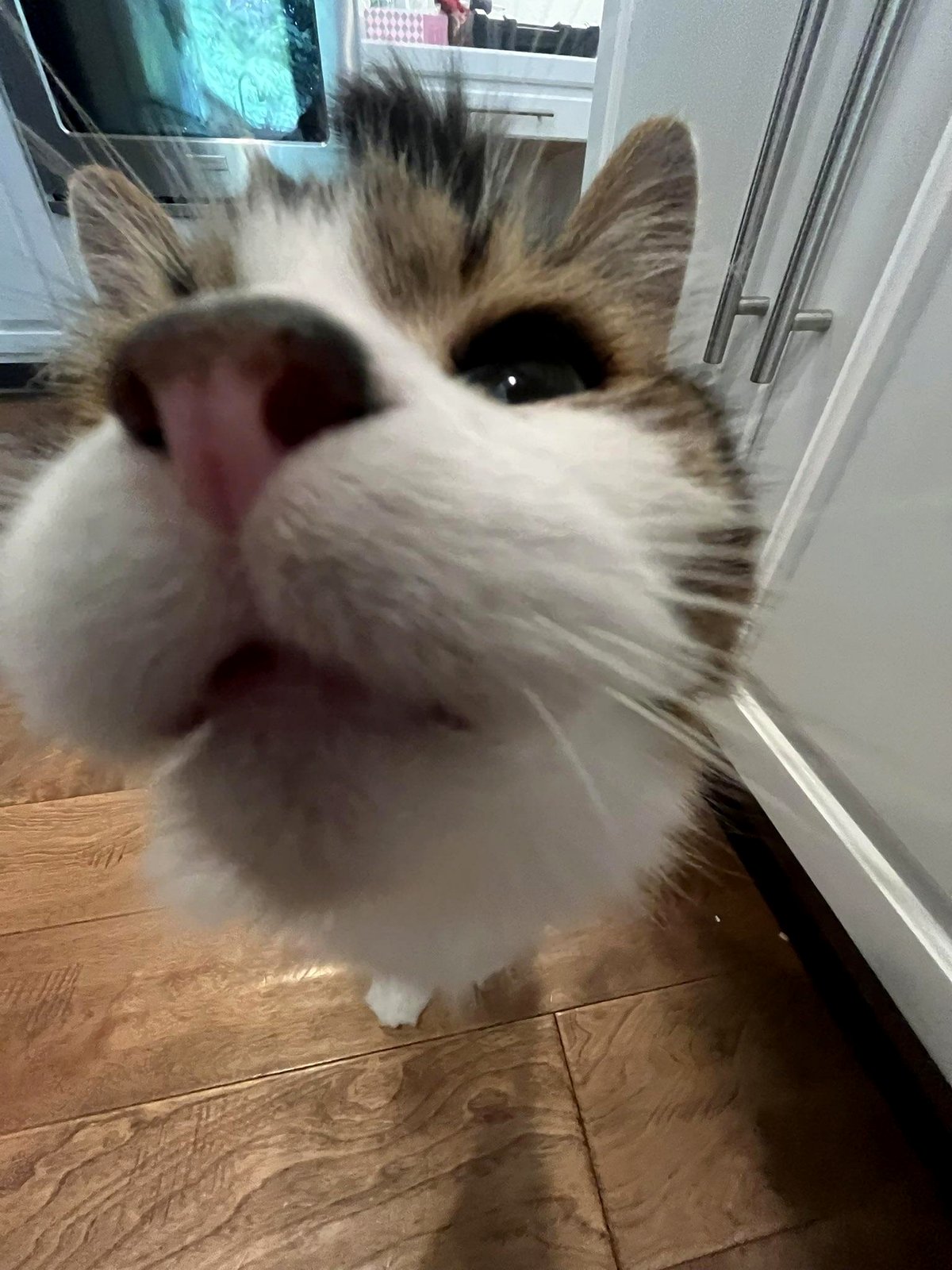 Scent assessment