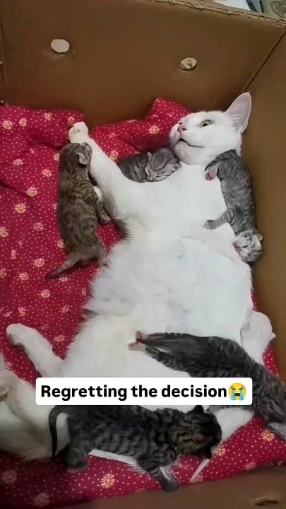Mother cat feeling remorse for her choice
