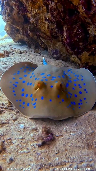 Azure Dotted Stingray