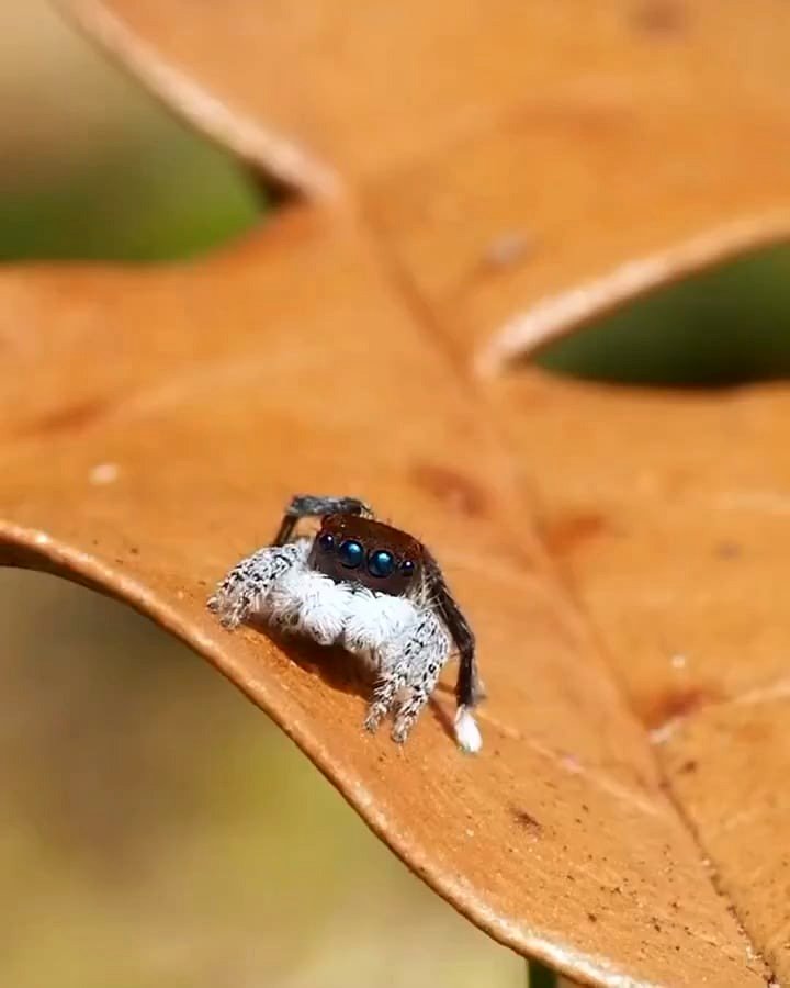 A peacock spider effortlessly showcasing one of the most complex mating dances you'll ever witness!