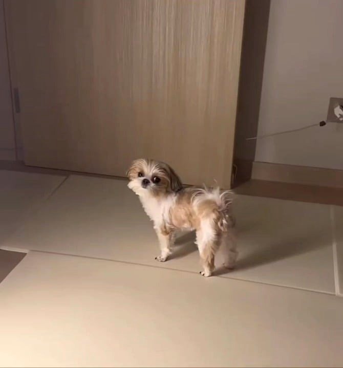 He truly desires a cookie!