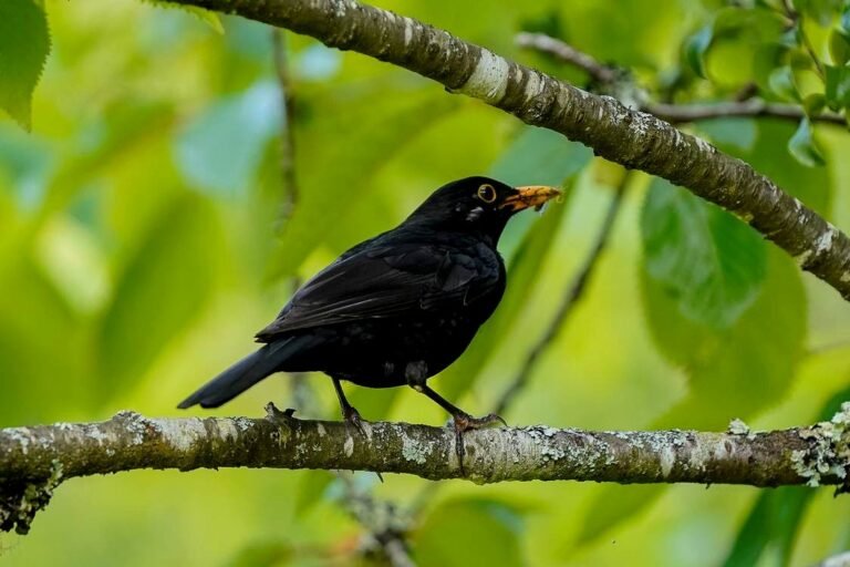 Study Reveals Blackbirds Possess the Most Melodious Songs Among Birds—Science Clarifies the Reasons