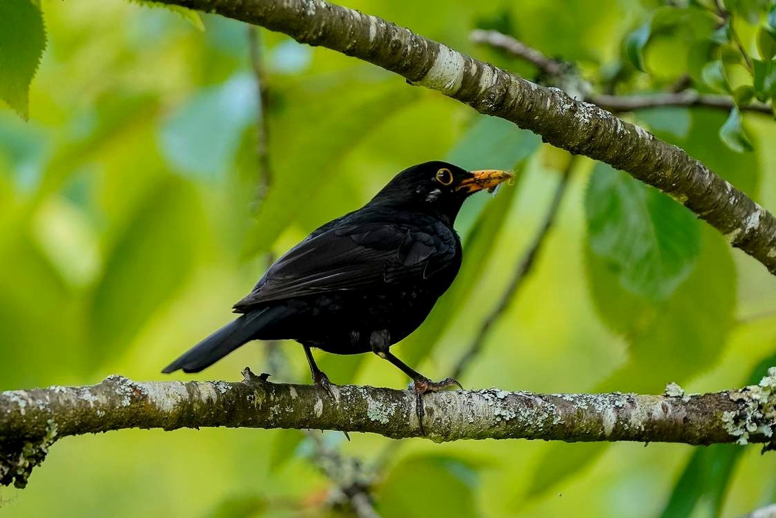 Study Reveals Blackbirds Possess the Most Melodious Songs Among Birds—Science Clarifies the Reasons