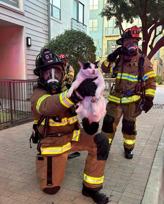 Firefighters in Plano take a photo with a cat they saved from a fire.