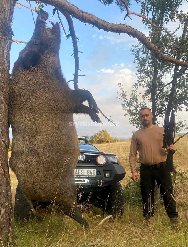 about a wild pig