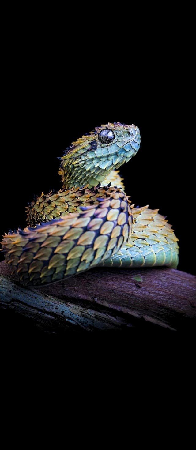 🔥 Bush viper with rough scales - photo by Alvaro Cubero
