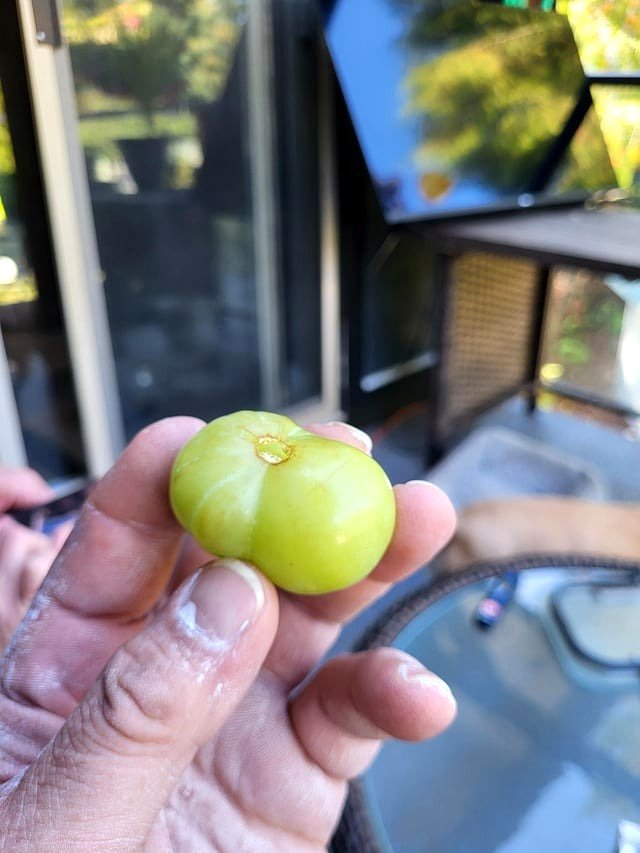 from a green grape…