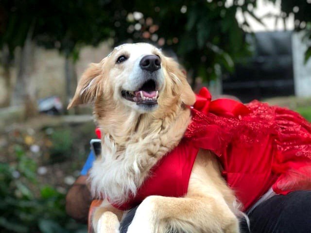 Here’s a picture of my lovely Kira in her adorable red dress.