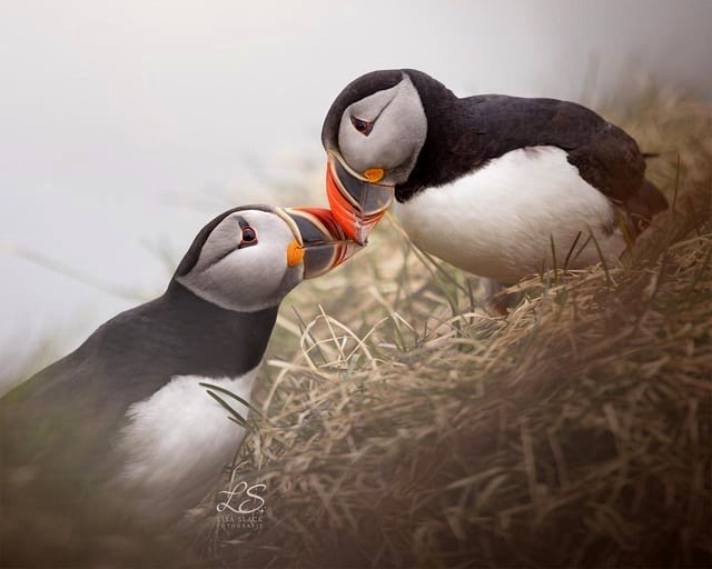 🔥 Puffins of Iceland