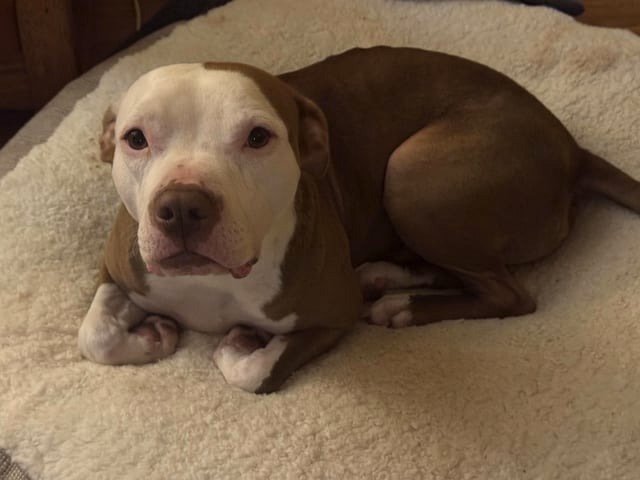 He bends his front paws like this nearly every time he lies down, and it’s the most adorable thing.
