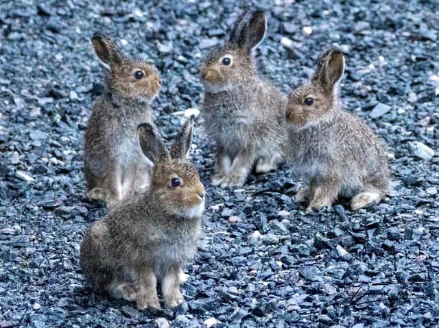 The leverets of mountain hares near my aunt's home