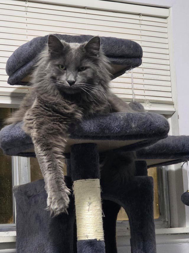 What is the single non-food object your cat will attempt to eat right away if you're distracted?
