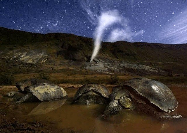 Giant Galápagos tortoises lounging in a muddy rainwater pool within the Alcedo Volcano crater under the stars on Isabela Island, Ecuador. Photo by Thomas P. Peschak.