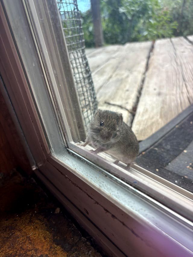 A one-eyed vole that enjoys visiting our door for some reason.