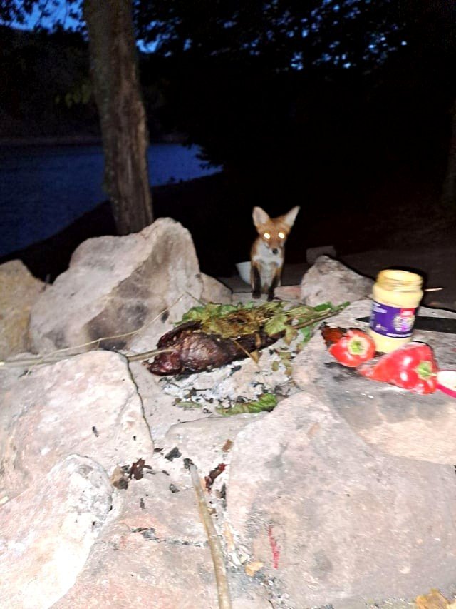 🔥 Meeting a fox