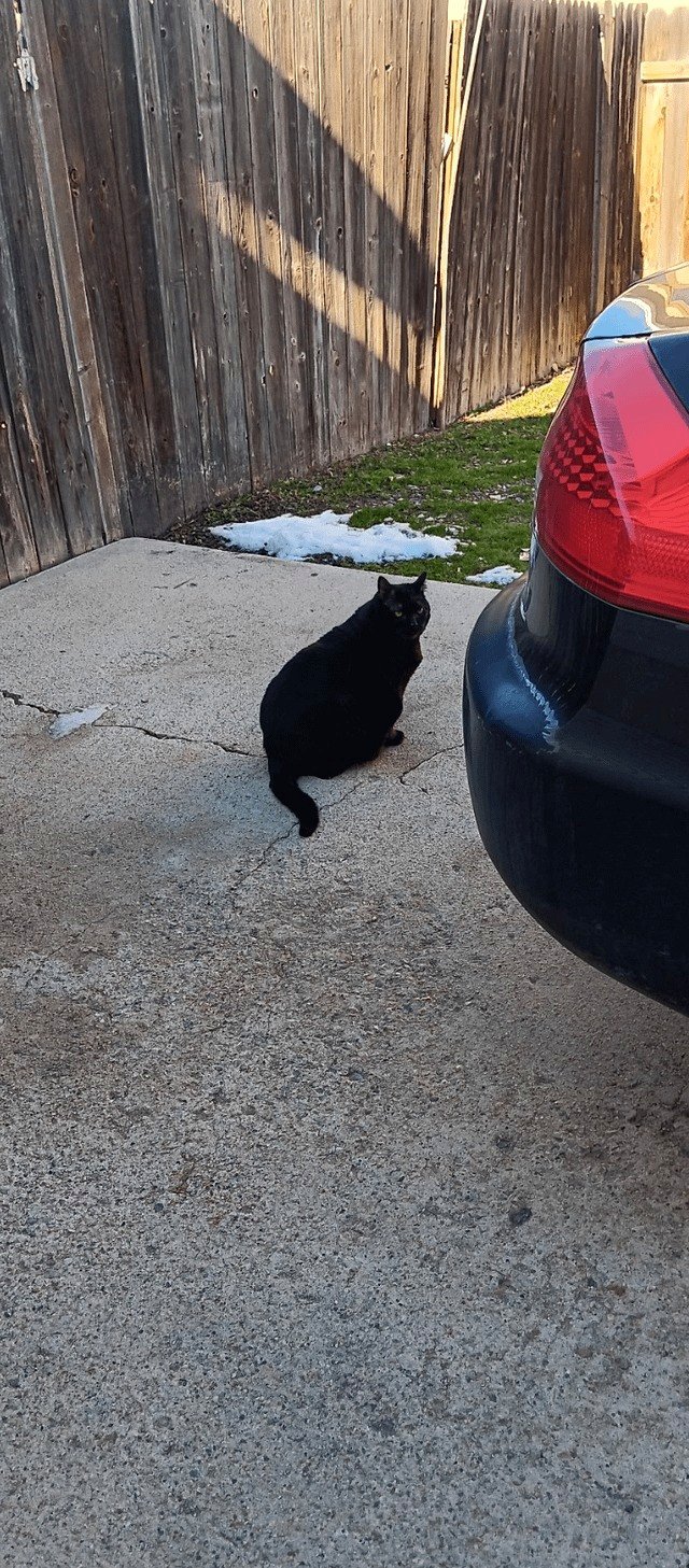 (OC) my lovely feline